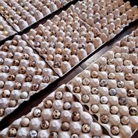 54 U.O.V.A di QUAGLIA JUMBO