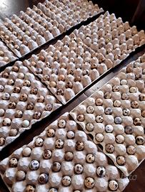 54 U.O.V.A di QUAGLIA JUMBO