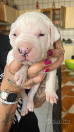 Dogo argentino