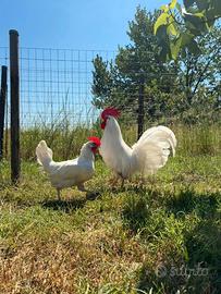 Galline livornesi