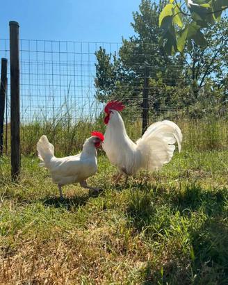 Galline livornesi