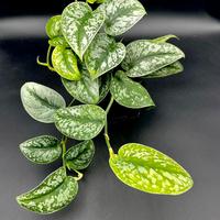 piante da interno