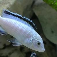 Ciclidi Malawi Pesci Labidochromis Nkhata Bay