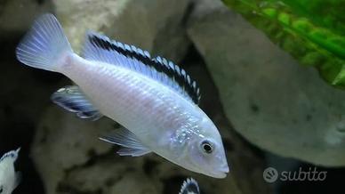 Ciclidi Malawi Pesci Labidochromis Nkhata Bay