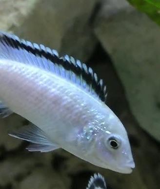 Ciclidi Malawi Pesci Labidochromis Nkhata Bay
