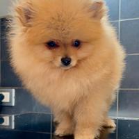 Pomerania Spitz nano