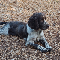 Springer Spaniel per monta