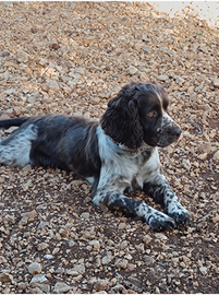 Springer Spaniel per monta