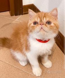 Exotic Shorthair
