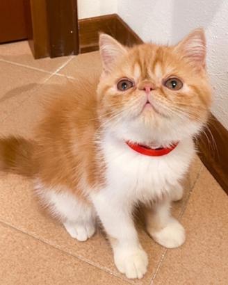Exotic Shorthair