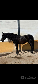 Cavallo puledro pre