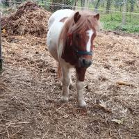 Pony maschio