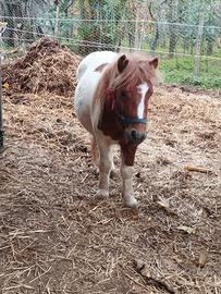 Pony maschio