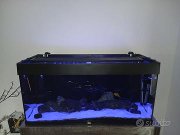 Acquario con ciclidi africani.