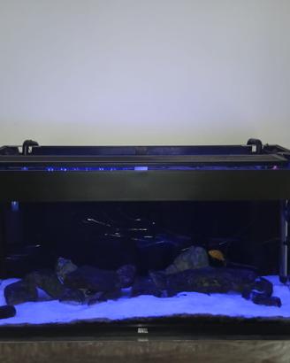 Acquario con ciclidi africani.