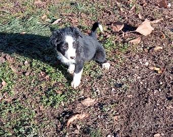 Cuccioli border collie