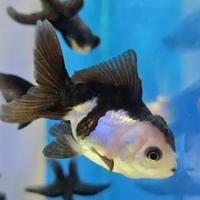 ORANDA fancy color - panda - ranchu