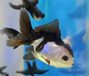 ORANDA fancy color - panda - ranchu
