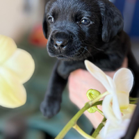 Disponibili cuccioli di Labrador Retriever