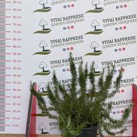 Rosmarino prostato pianta