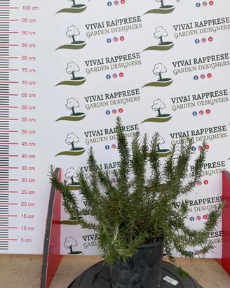 Rosmarino prostato pianta