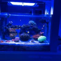 Gnc bluray pro , piu ponte sospensione bridge e ba