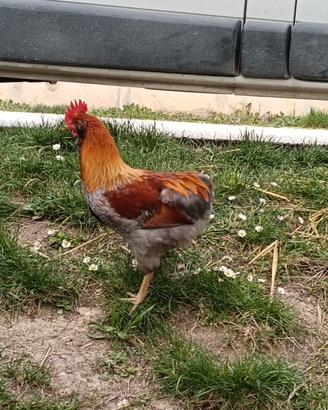Gallo