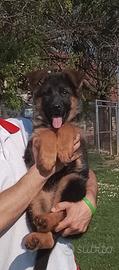 Cuccioli pastore tedesco