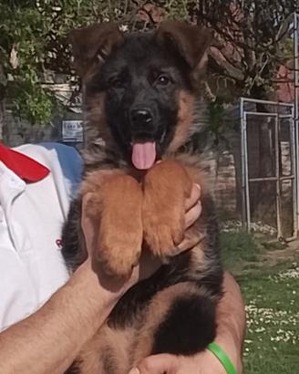 Cuccioli pastore tedesco