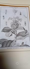 2 stampe antiche di botanica originale rarissima 1