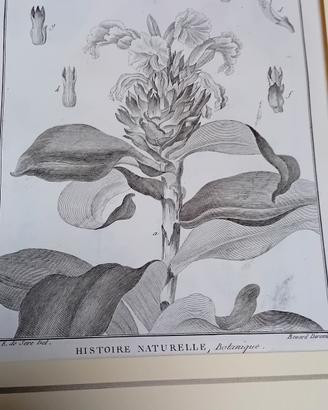 2 stampe antiche di botanica originale rarissima 1