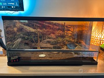 Geco leopardino con terrario