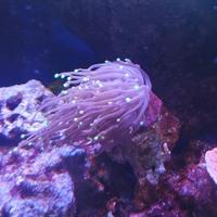 Euphyllia glabrescens