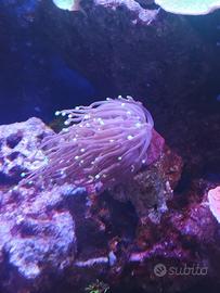 Euphyllia glabrescens