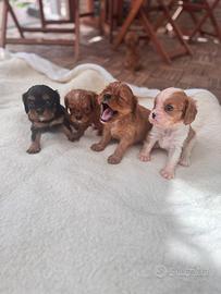 Cavalier King con pedigree