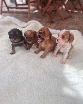 Cavalier King con pedigree