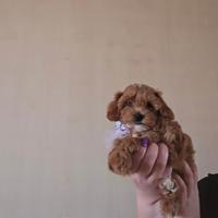 Cucciola Maltipoo toy red