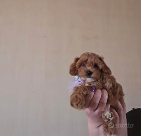 Cucciola Maltipoo toy red