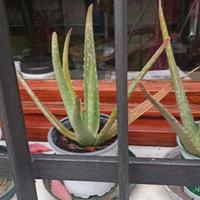 Aloe vera piantine