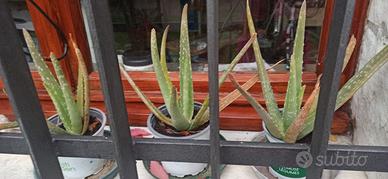 Aloe vera piantine