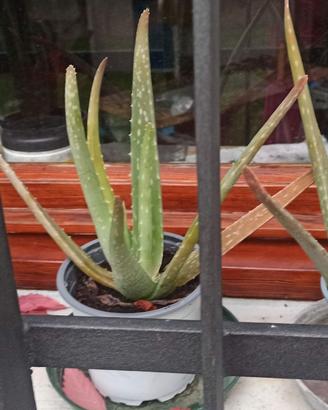 Aloe vera piantine