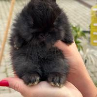 Cuccioli conigli testa di leone