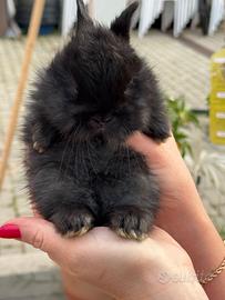 Cuccioli conigli testa di leone