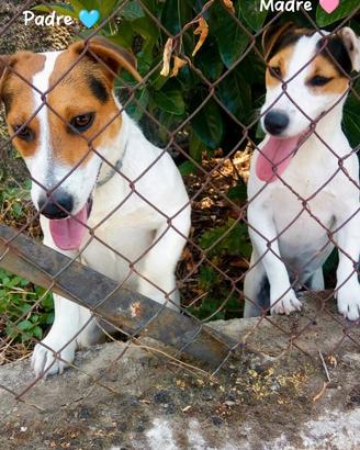 Jack russell terrier