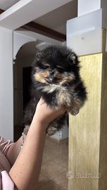 Cucciolo di Pomerania