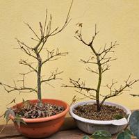 Prebonsai aceri palmati verdi e deshojo