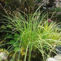 Piante palustri e acquatiche da laghetto