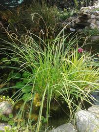 Piante palustri e acquatiche da laghetto