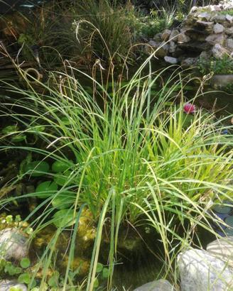 Piante palustri e acquatiche da laghetto