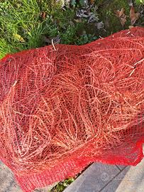 Rizomi Zampe di Asparago